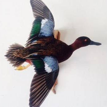 Just Birds - Cinnamon Teal - Taxidermy Near Me - Houston, Texas Just Birds - Cinnamon Teal - Taxidermy Near Me - Houston, Texas