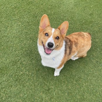 The Animal Keeper - Happy Red - Pet Training Near Me - Oceanside, California The Animal Keeper - Happy Red - Pet Training Near Me - Oceanside, California