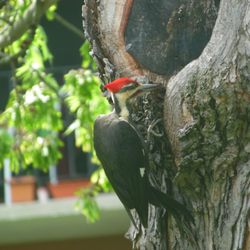 Rose Garden Court Apts - Red-headed woodpecker