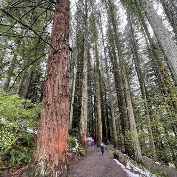 Hoyt Arboretum - Botanical Gardens Near Me - Portland, Oregon