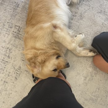 Fleurish L.A. - If you're lucky this handsome fella will be at your visit - Bridal Near Me - Los Angeles, California Fleurish L.A. - If you're lucky this handsome fella will be at your visit - Bridal Near Me - Los Angeles, California