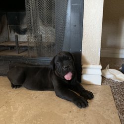 Dragonheart Cane Corso 2019 All You Need To Know Before
