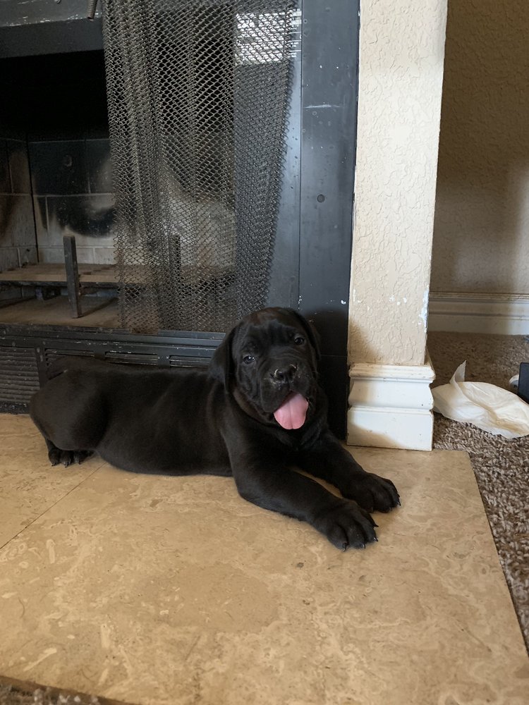 DRAGONHEART CANE CORSO Pet Breeders Phoenix, AZ Phone Number Yelp