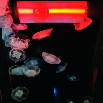 Seattle Aquarium - Aquariums Near Me - Seattle, Washington Seattle Aquarium - Aquariums Near Me - Seattle, Washington