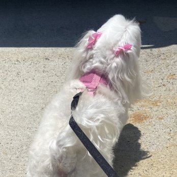 ABC Animal Hospital - Groomer cut - Veterinarians Near Me - Cypress, California ABC Animal Hospital - Groomer cut - Veterinarians Near Me - Cypress, California