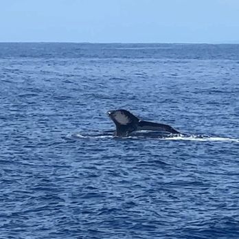 Teralani Sailing Adventures - Fluke of humpback whale - Boating Near Me - Lahaina, Hawaii Teralani Sailing Adventures - Fluke of humpback whale - Boating Near Me - Lahaina, Hawaii
