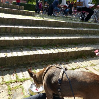 Stolper Fährkrug - Hunde sind herzlich willkommen. Heini war dankbar für die kühle Wassererfrischung. :) - German Near Me - Stolpe, MV Stolper Fährkrug - Hunde sind herzlich willkommen. Heini war dankbar für die kühle Wassererfrischung. :) - German Near Me - Stolpe, MV