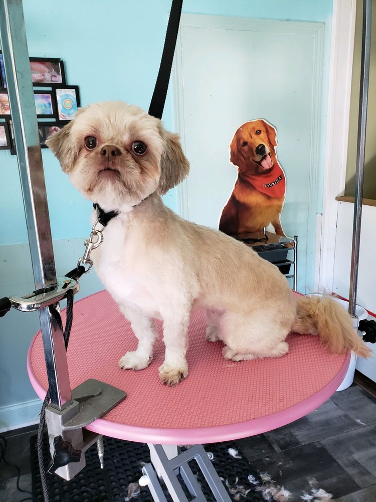 52 Photos 1741 Spring St SE, Smyrna, Pet Boarding Phone