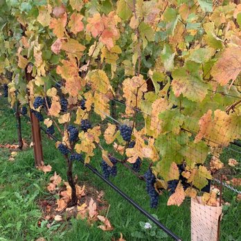 Willamette Valley Vineyards - Wineries Near Me - Turner, Oregon Willamette Valley Vineyards - Wineries Near Me - Turner, Oregon