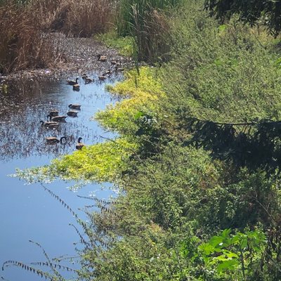 Photo of San Tomas Aquino Creek Trail - Santa Clara, CA, US. The creek and some of its inhabitants.