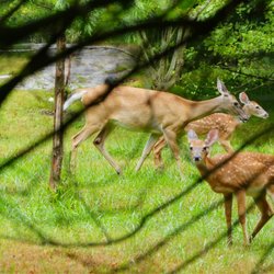 Deer