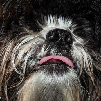 Murrysville Veterinary Associates - Jameson is ready for his close-up in 2016 - Veterinarians Near Me - Monroeville, Pennsylvania Murrysville Veterinary Associates - Jameson is ready for his close-up in 2016 - Veterinarians Near Me - Monroeville, Pennsylvania