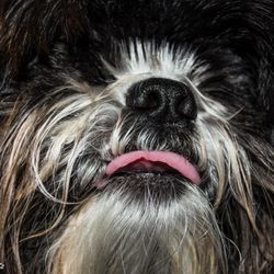 Murrysville Veterinary Associates - Jameson is ready for his close-up in 2016