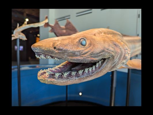 Witte Museum by null