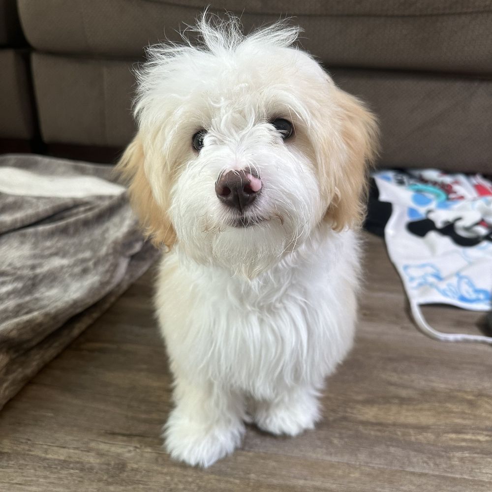 Before his first grooming Before his first grooming