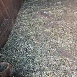 Golden Spur Feed & Supply - He in the shelter, the horses refused to eat