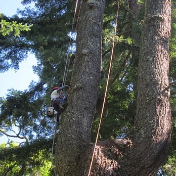 Pineda Tree Service - Tree Services Near Me - Woodside, California Pineda Tree Service - Tree Services Near Me - Woodside, California