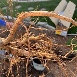 Van Well Nursery - Condition of root on Coral Star