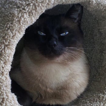 Kittentanz Cattery - Pet Stores Near Me - Jasper, Georgia