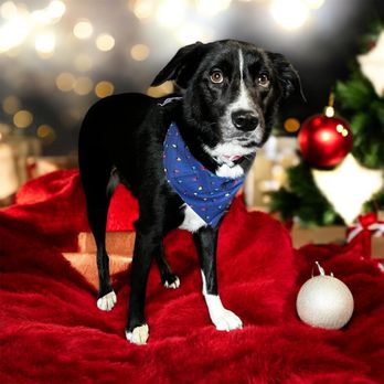 On Point Pet Grooming - Pet Groomers Near Me On Point Pet Grooming - Pet Groomers Near Me