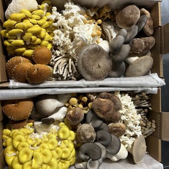 LifeCap Farms - Beautiful winter mushroom assortment - Specialty Food Near Me - Jersey City, New Jersey LifeCap Farms - Beautiful winter mushroom assortment - Specialty Food Near Me - Jersey City, New Jersey