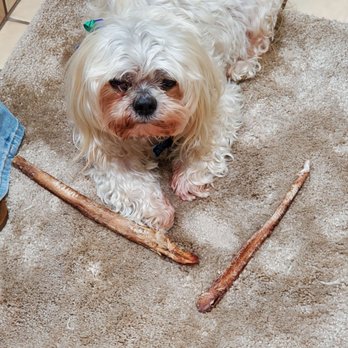 TLC Mobile Pet Grooming - This is a couple days before TLC - Pet Groomers Near Me