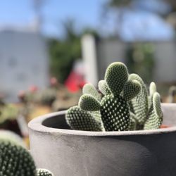 Landmark Plant - Cacti!