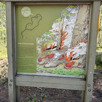 Trail of Two Forests Interpretive Site - Trail map - Parks Near Me - Cougar, Washington Trail of Two Forests Interpretive Site - Trail map - Parks Near Me - Cougar, Washington