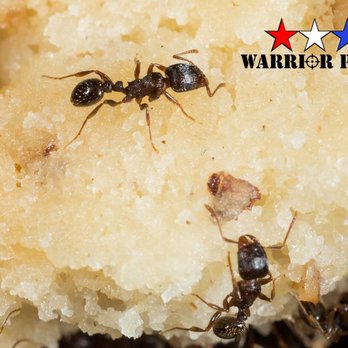 Warrior Pest - Pest Control Near Me
