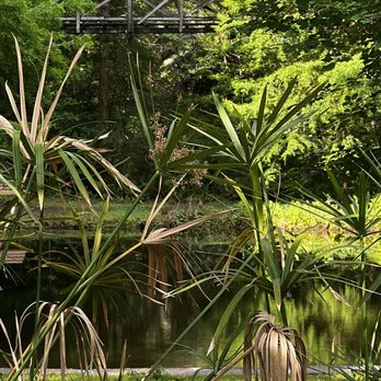 Ravine Gardens State Park - Suspension bridge - Parks Near Me - Palatka, Florida