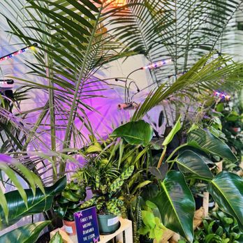 Peace Lily - Nurseries & Gardening Near Me - Cleveland Heights, Ohio Peace Lily - Nurseries & Gardening Near Me - Cleveland Heights, Ohio