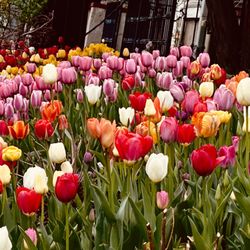 Minneapolis Tulip House - Full blown beauty! 4/25/2026