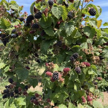 Graysmarsh Farm U-Pick - Pick Your Own Farms Near Me - Sequim, Washington
