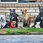 Photo of Way of Life Dog Training