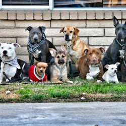 Way of Life Dog Training