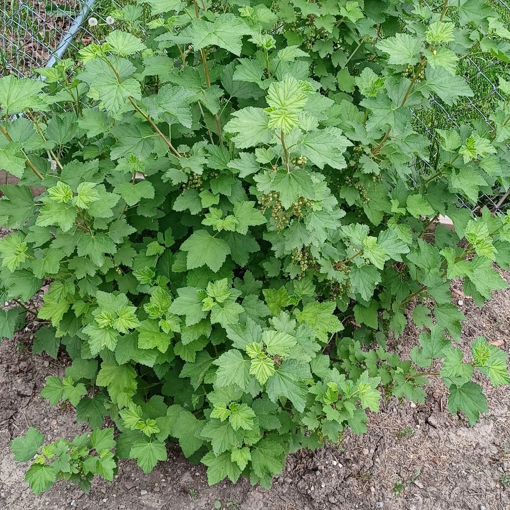 INDIANA BERRY & PLANT COMPANY Updated October 2024 2811 Michigan Rd