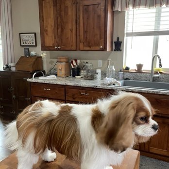 R Dog Grooming - Pet Services Near Me - Rathdrum, Idaho R Dog Grooming - Pet Services Near Me - Rathdrum, Idaho