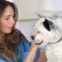 Photo of Blackfoot Animal Clinic