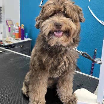 Planet Pet Spa - Pre-Grooming by Luz. - Pet Groomers Near Me - San Antonio, Texas