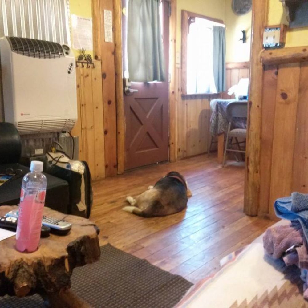 Cabins4less - Happy Dog - Rafting/Kayaking Near Me - Big Bear Lake, California Cabins4less - Happy Dog - Rafting/Kayaking Near Me - Big Bear Lake, California