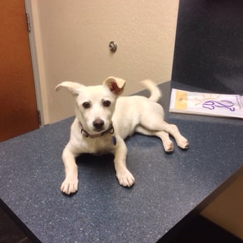 Foothills Animal Hospital - My puppy Lady on the examination table - Veterinarians Near Me - Phoenix, Arizona Foothills Animal Hospital - My puppy Lady on the examination table - Veterinarians Near Me - Phoenix, Arizona