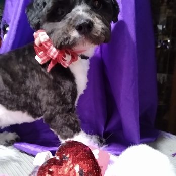 Done Right Dog Grooming - Pet Groomers Near Me - Santa Rosa, California Done Right Dog Grooming - Pet Groomers Near Me - Santa Rosa, California