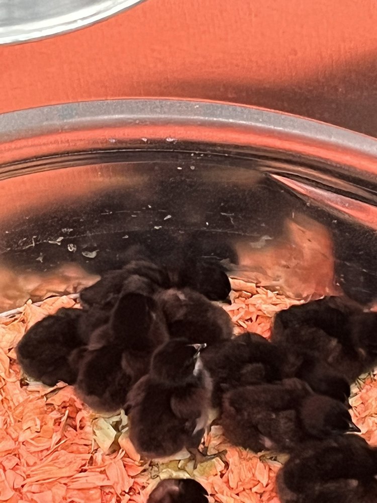 TRACTOR SUPPLY Updated September 2024 684 Signal Mountain Rd