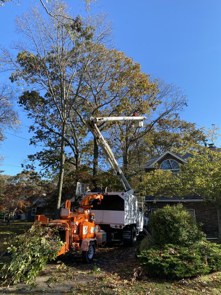 JAVIER TREE SERVICE - Updated October 2025 - 12 Photos - West Babylon ...