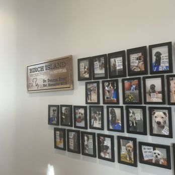 Birch Island Veterinary Center - Veterinarians Near Me - Jacksonville, Florida Birch Island Veterinary Center - Veterinarians Near Me - Jacksonville, Florida