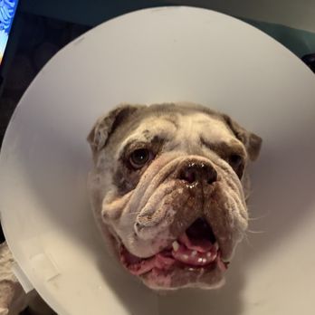 Animal Emergency Center - Night 1 - Veterinarians Near Me - Las Vegas, Nevada Animal Emergency Center - Night 1 - Veterinarians Near Me - Las Vegas, Nevada