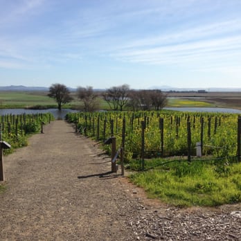 Ram's Gate Winery - Meandering wine vineyard with a beautiful view of a cool pond. - Wineries Near Me - Sonoma, California Ram's Gate Winery - Meandering wine vineyard with a beautiful view of a cool pond. - Wineries Near Me - Sonoma, California