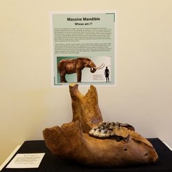 Glenn A Black Laboratory Of Archaeology - Mastodon mandible