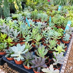 London Bridge Greenhouses & Nursery - 2022 house plants