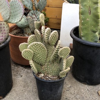 Phoenix Desert Nursery - Nurseries & Gardening Near Me - Phoenix, Arizona
